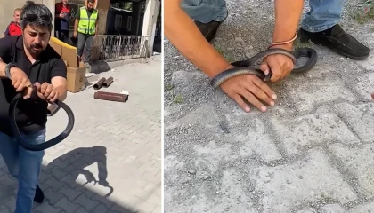 Eve giren yılanı yakalamak isterken parmağını kaptırdı