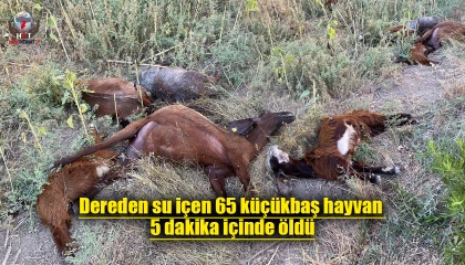 Fabrika atıklarının bırakıldığı iddia edilen dereden su içen 64 küçükbaş hayvan telef oldu