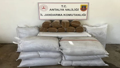 Gazipaşada 800 kilo bandrolsüz tütün ele geçirildi