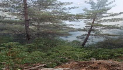 Hasanbeylide çıkan orman yangını kontrol altına alındı