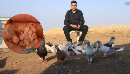 Hatay'da 4 Ayaklı Güvercin Şaşkınlığı