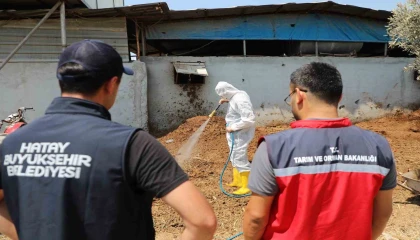 Hatayda Akdeniz meyve sineğiyle mücadele sürüyor