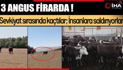 Hatay'da firari angus alarmı: Gören olursa hemen kaçsın