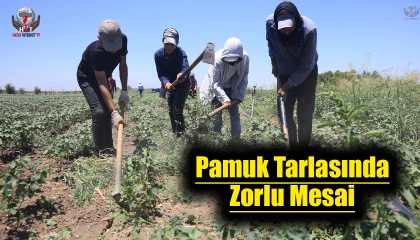 Hatayda kavurucu sıcakta pamuk tarlasında 650 TL yevmiyeye zorlu mesai