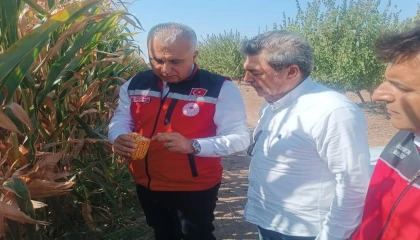 Hatayda mısır tarlaları incelendi