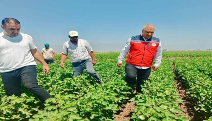 Hatayda pamuk tarlaları incelendi