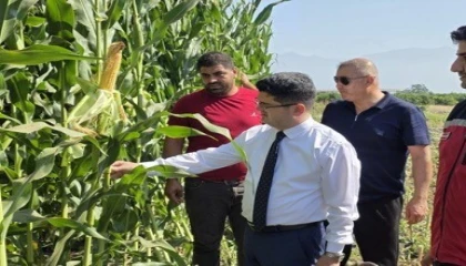 Hatayda silajlık mısır hasadı başladı