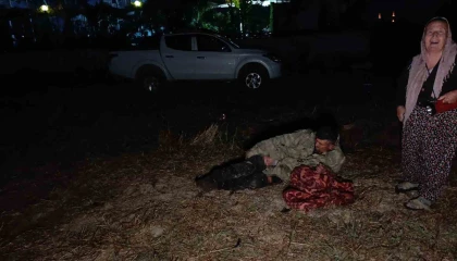 Hayvan parkından kaçan aslan fıstık bahçesinde uyuyan çiftçiye saldırdı