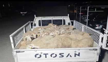 Hayvan pazarlığı hırsızlığa dönüştü, şahıslar kaçamadan yakalandı