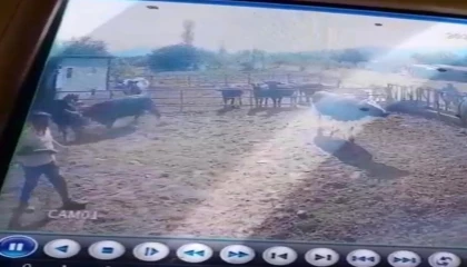 Ispartada beslediği boğanın saldırısına uğrayan adam ağır yaralandı