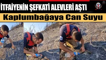 İtfaiyeciden, alevler içinde mahsur kalan kaplumbağaya can suyu