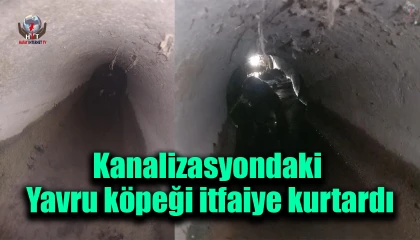 Kanalizasyon borusuna sıkışan yavru köpeği itfaiye kurtardı