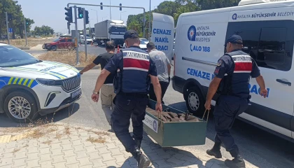 Kanserle savaşını kazandı, trafikte hayatını kaybetti