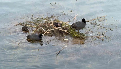 Karabatak su üzerine çalı ve ot taşıyarak yuva yaptı