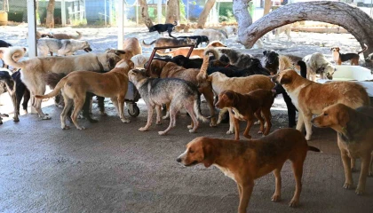 Kemer Belediyesi, Haziranda 50 canı sahiplendirdi