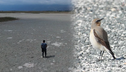 Kuraklığın etkisiyle çöle dönen Milleyha’da kuş gözlemcileri gelecekten ümitli