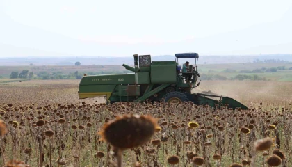 Kuraklık Çukurovada ayçiçeği hasadını erkene çekti