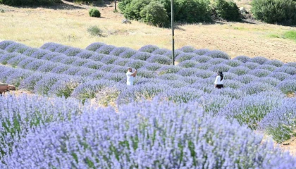 Lavanta Kokulu Köy Kuyucakta mor şölen sakin geçiyor