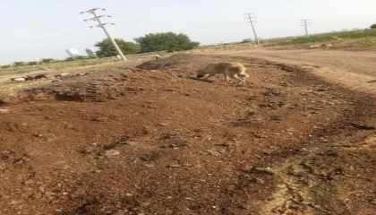 Mahalleye atılan tavuk pisliği kokusu vatandaşı çileden çıkardı