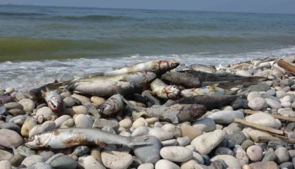 Mersin sahillerinde endişelendiren görüntü