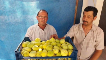 Mersinde Mut beyaz inciri altın yılını yaşıyor