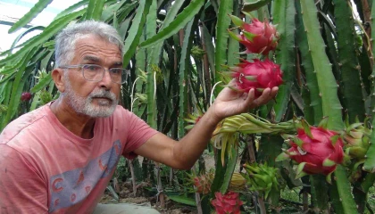 Mersinde pitaya bahçelerinde hasat başladı