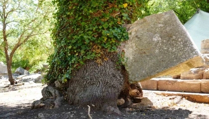Meşe ağacı lahit parçasını havaya kaldırdı: Termessosta doğa tarihe sahip çıktı