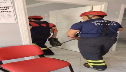 Osmaniyede aile sağlığı merkezine giren yılan paniğe neden oldu