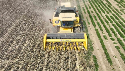 Osmaniyede Ayçiçek hasadı başladı