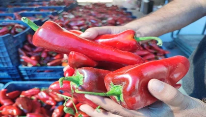 Salçalık biber sezonu başladı