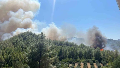 Serikte orman yangını