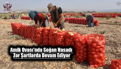 Sıcaklıkların 40 dereceyi geçtiği Amik Ovasında soğan hasadı devam ediyor