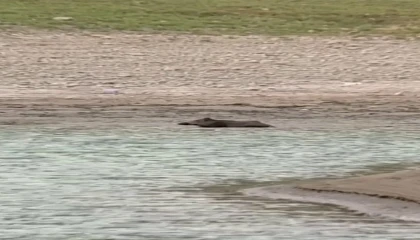 Sıcaktan bunalan yaban domuzu gölde serinledi