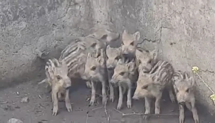 Sulama havuzuna düşen 10 domuz yavrusu kurtarıldı