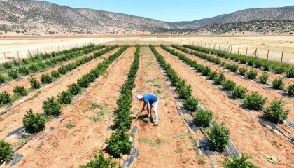 Susuzluk nedeniyle tarım yapılamayan ilçe arıtma suyuyla yeşerdi