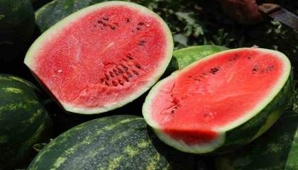 Tarladaki karpuz için öneri: Belediyeler hasat edip ücretsiz dağıtsın