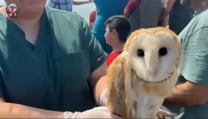 Tedavileri tamamlanan 11 yabani kuş doğaya salındı