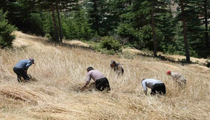 Teknolojinin ulaşamadığı tarlalarda ellik ve orakla hasat başladı