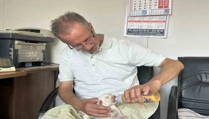 Tescilli ırk olan Çatalburun köpeği bir batında 13 yavru dünyaya getirdi