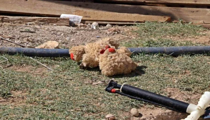 Yangında oyuncaklarını bırakıp ebeveynlerine yardım ettiler