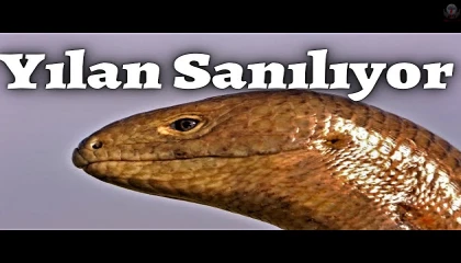 Yılana benzerliğiyle dikkat çeken 1 buçuk metrelik kertenkele kameralara yakalandı