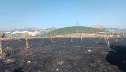 Yüksek gerilim hattına çarpan karga, 2 dönüm alanı kül etti