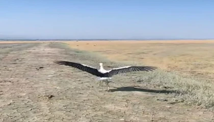 Yuvadan düşen leylek tedavisinin ardından doğaya salındı