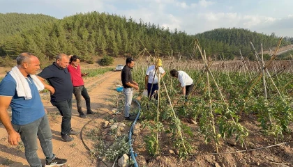 Adanada atıl araziler domates üretim merkezi oldu