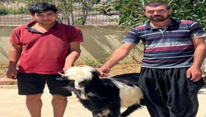 Adanada keçi çalan 2 şüpheli yakalandı