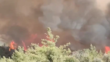 Adanada orman yangını