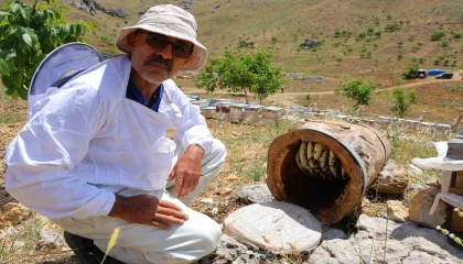 Ağaç kütüğünde doğal bal