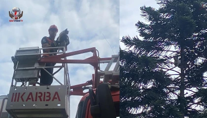 Ağaçta mahsur kalan kedi kurtarıldı