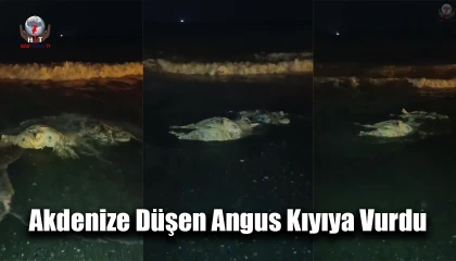 Akdenize düşen angus kıyıya vurdu