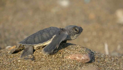 Akdenizin simgesi yavru carettaların çıkışı tüm hızıyla sürüyor